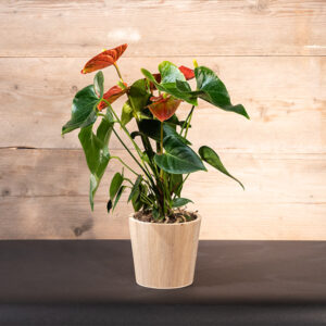 Anthurium