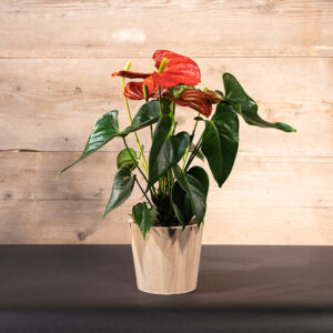 Anthurium