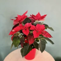 Le Poinsettia Etoile de Noël Monsieur Fleur