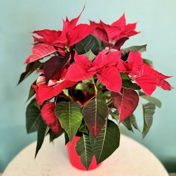 Christmas bouquet with poinsettias