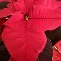 Le Poinsettia Etoile de Noël Monsieur Fleur