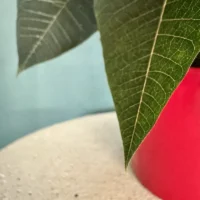 Le Poinsettia Etoile de Noël Monsieur Fleur