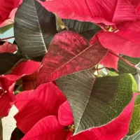 Le Poinsettia Etoile de Noël Monsieur Fleur