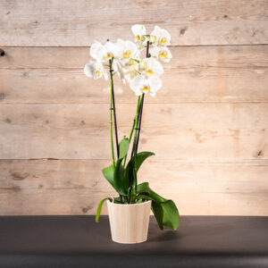 Orchidée blanche