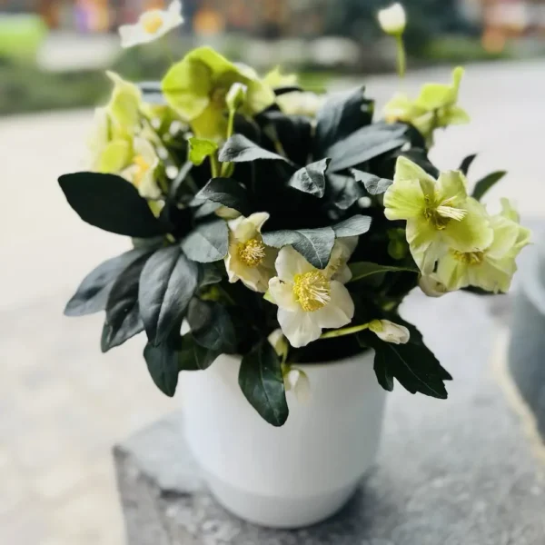 Hellébore - Rose de Noël