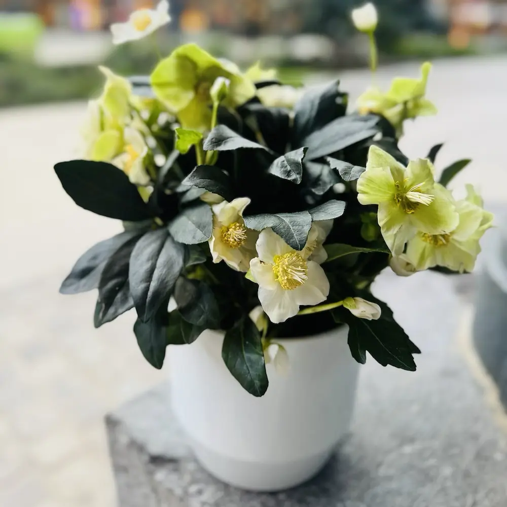 Hellébore - Rose de Noël