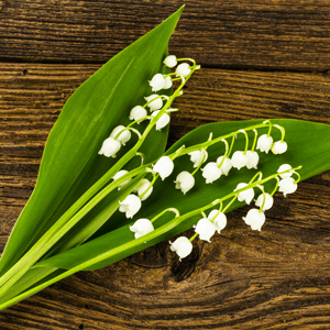 Muguet-du-premier-mai-brin-muguet