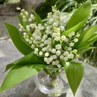 Muguet Monsieur Fleur