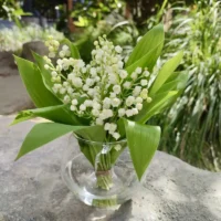 Muguet Monsieur Fleur