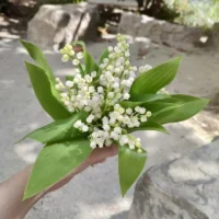 Muguet Monsieur Fleur
