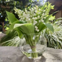 Muguet Monsieur Fleur