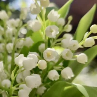 Muguet Monsieur Fleur