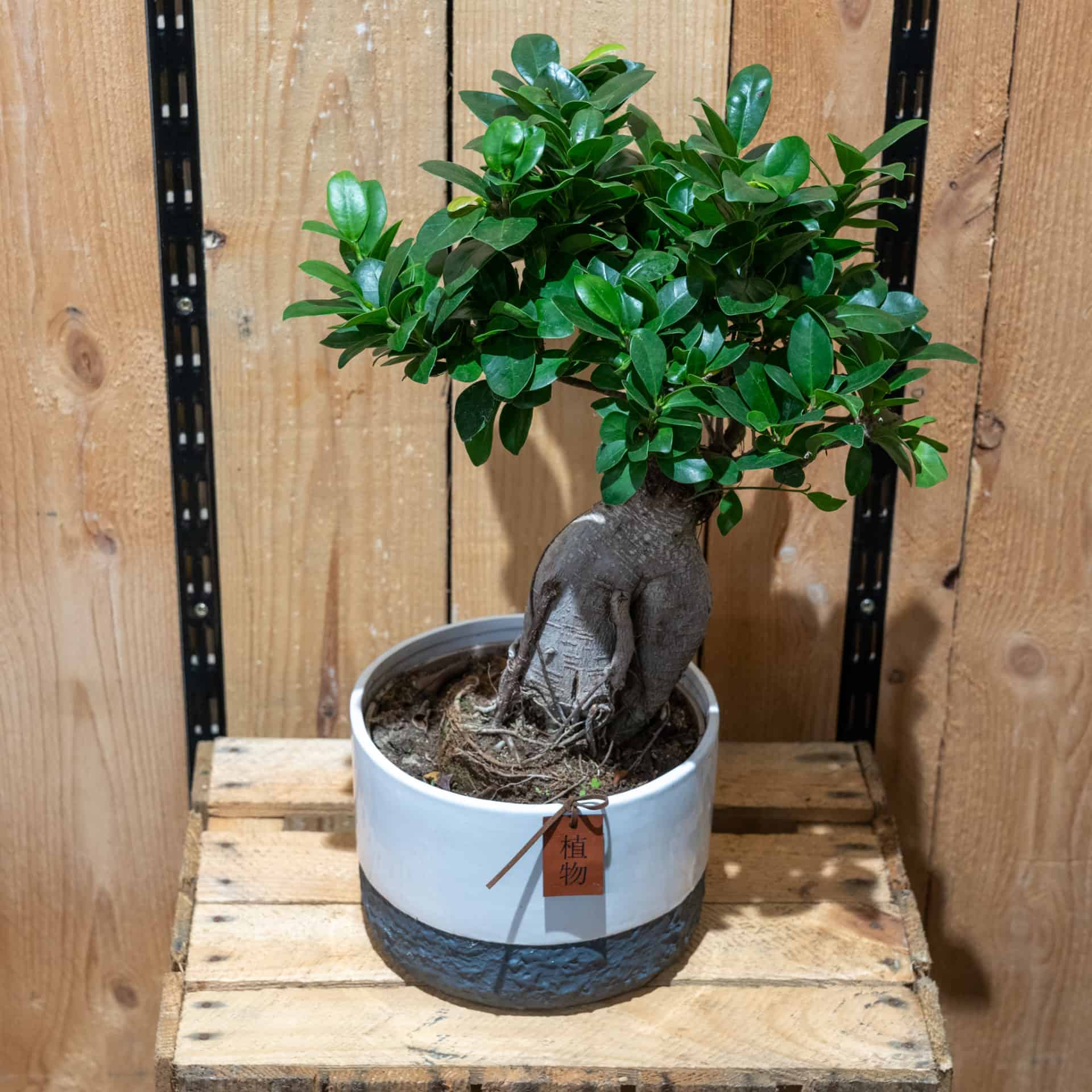 Monsieur Fleur Bonsaï Ginseng Plante d'intérieur livraison