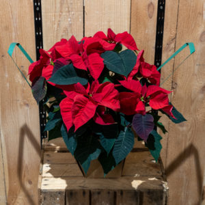 Poinsetia rouge