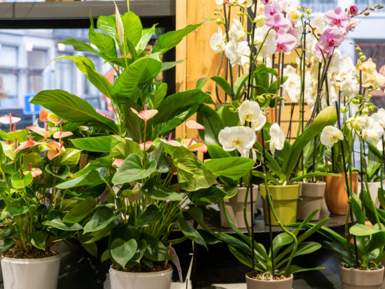 Plantes fleuries orchidées, anthuriums, spathiphyllum