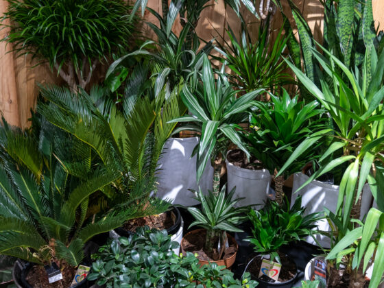 Plantes vertes d'intérieur