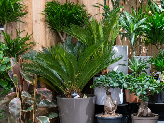 Plantes vertes d'intérieur