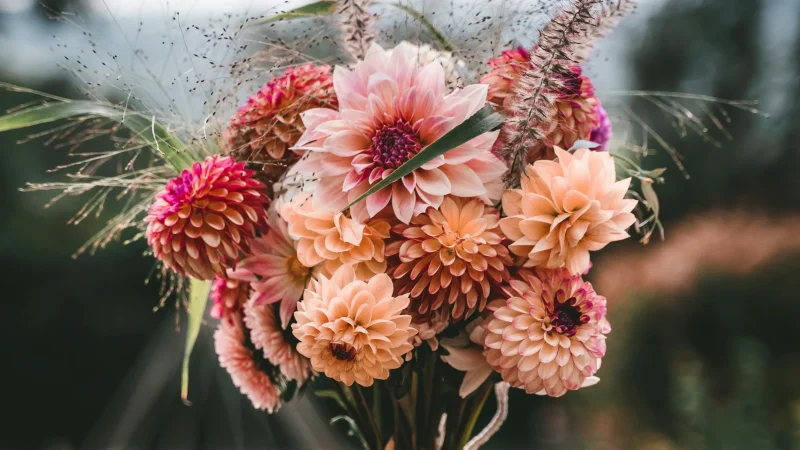 Bouquet de dahlias
