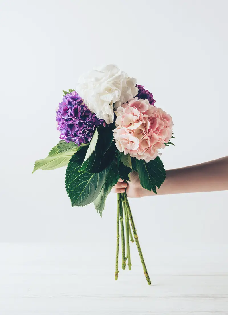Bouquet d'hortensias à offrir en cadeau