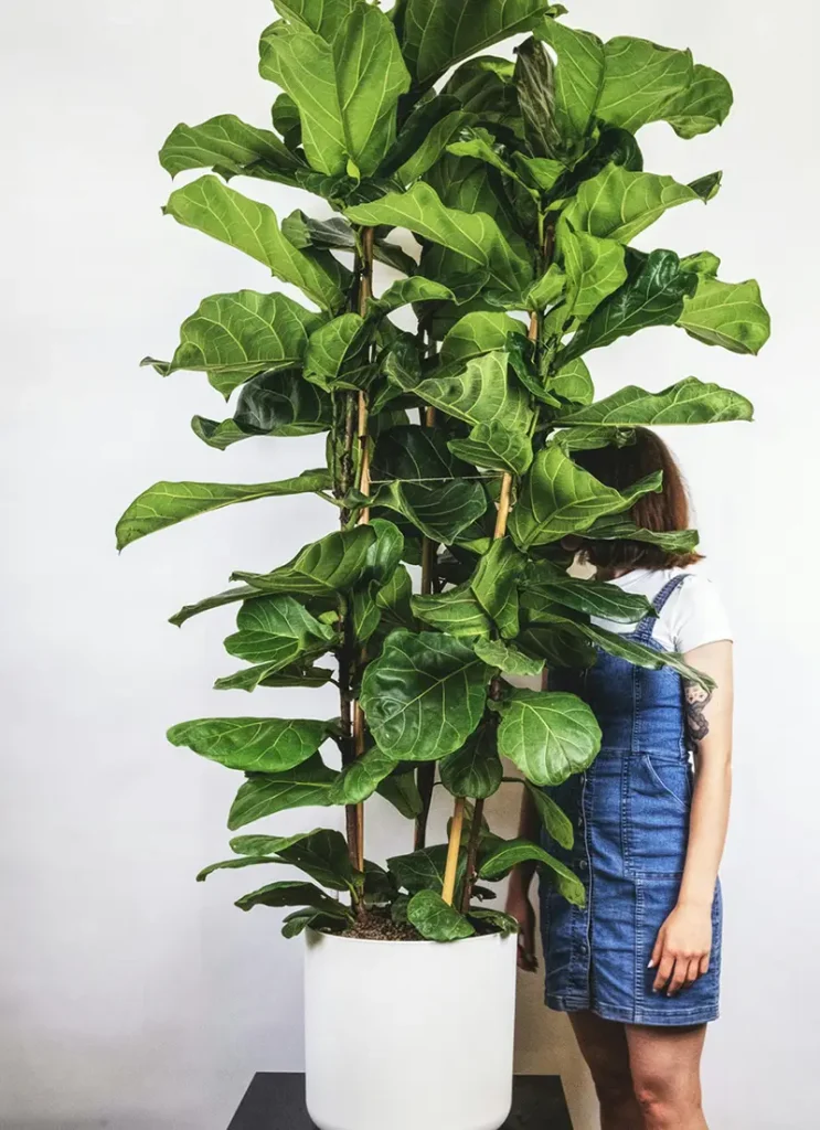 Groene planten – Monsieur Fleur
