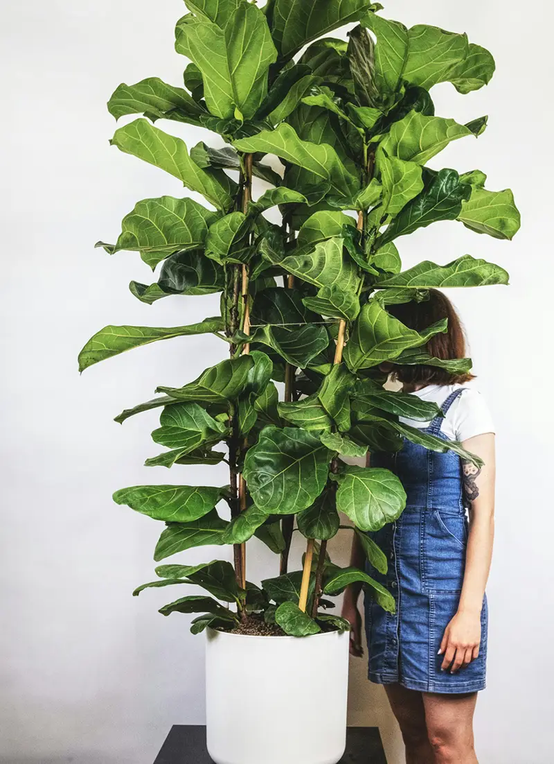 Grande plante verte dans un pot