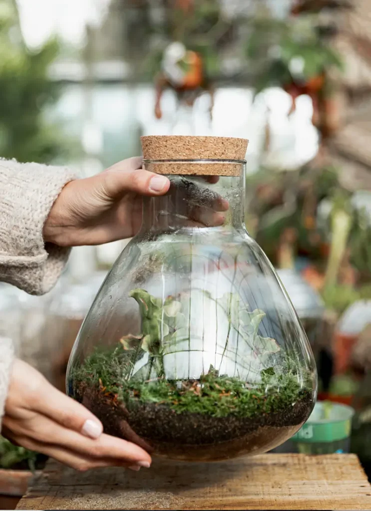 Terrarium met planten – Monsieur Fleur