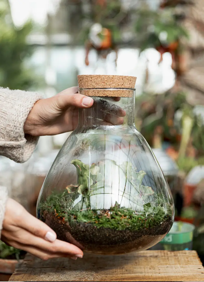 Terrarium en verre