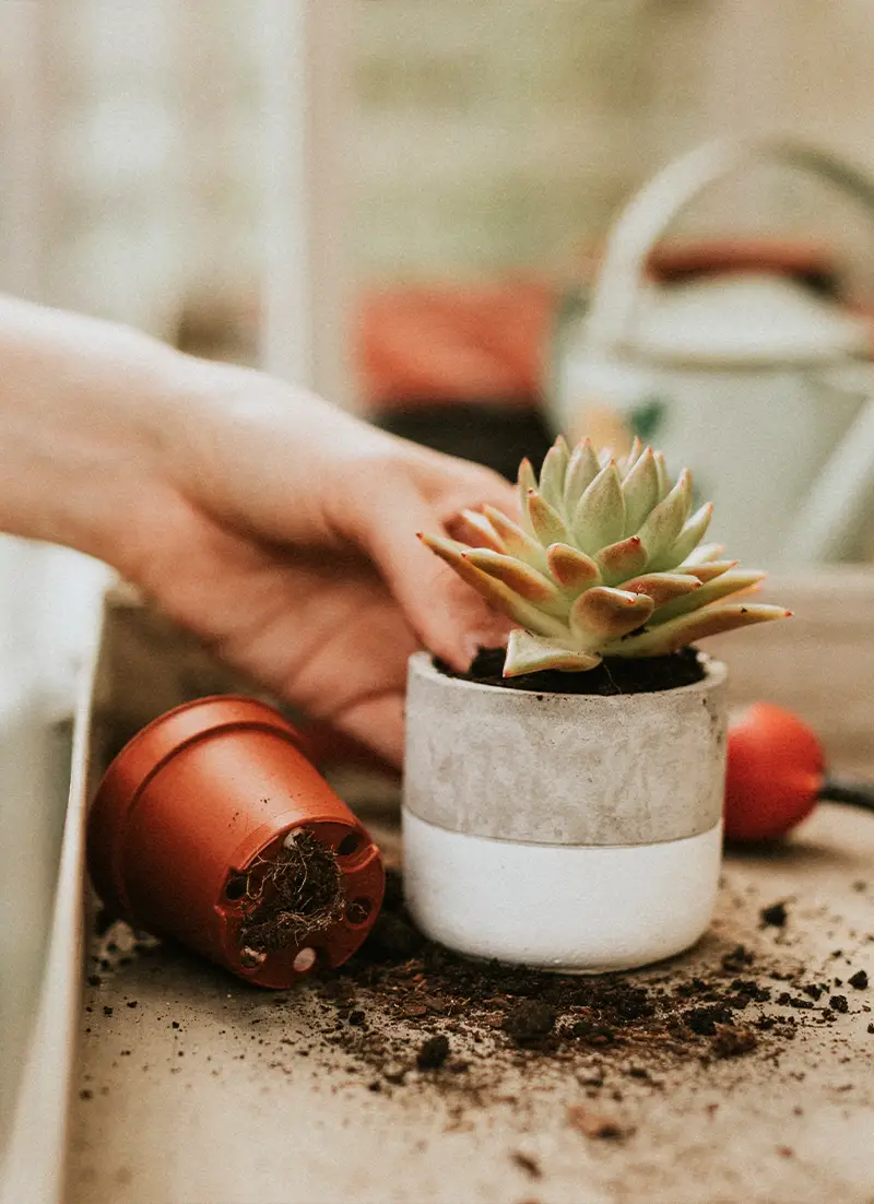 Plantes rempotée