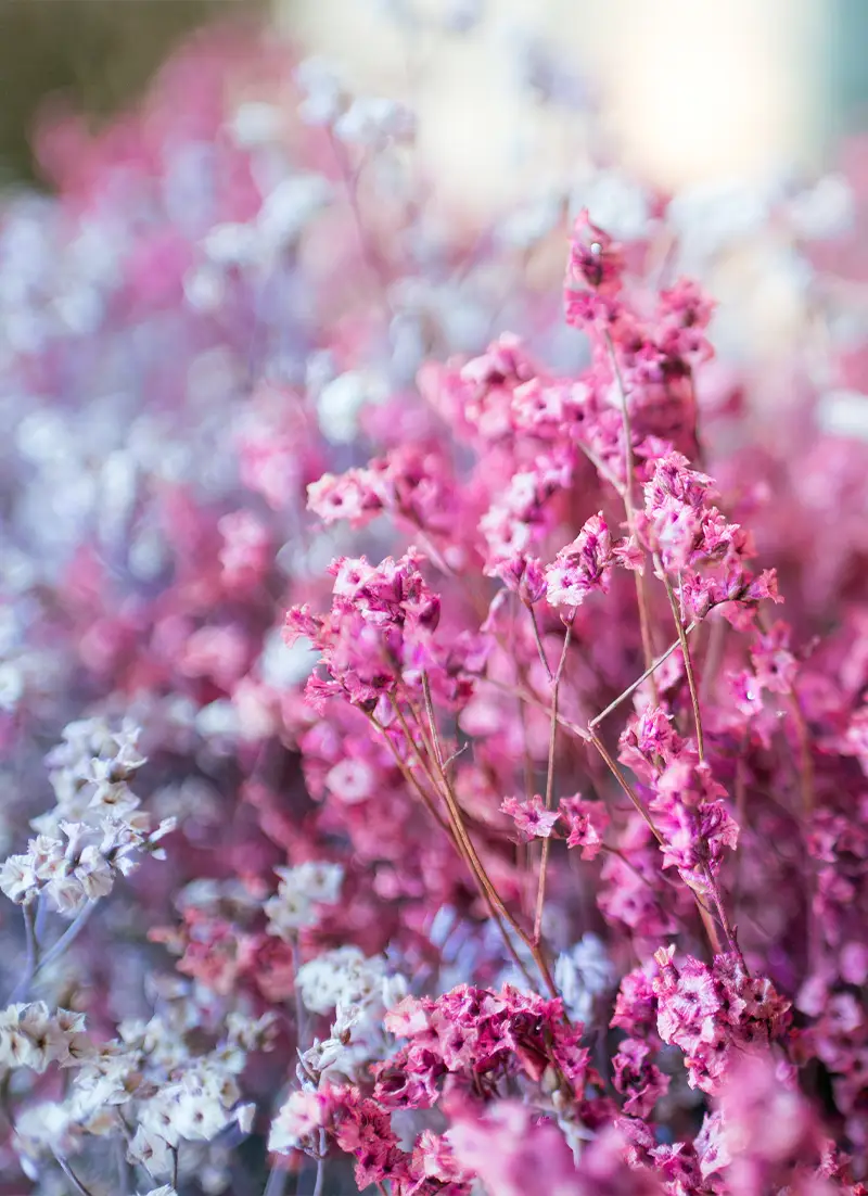 Boeket van gedroogde bloemen Monsieur Fleur