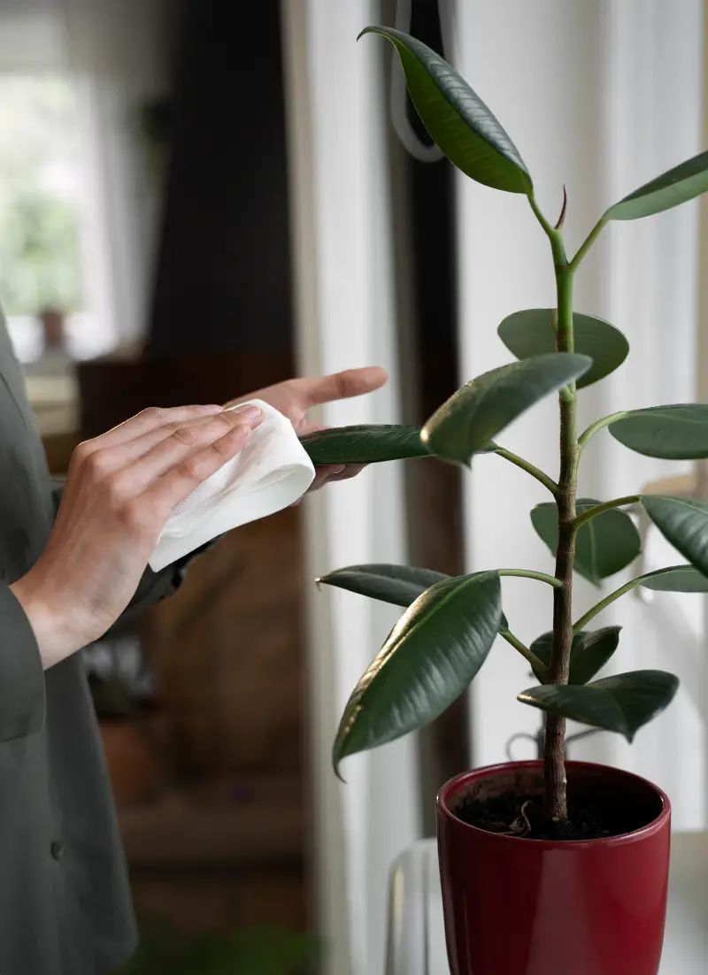 Personne qui nettoie une plante verte