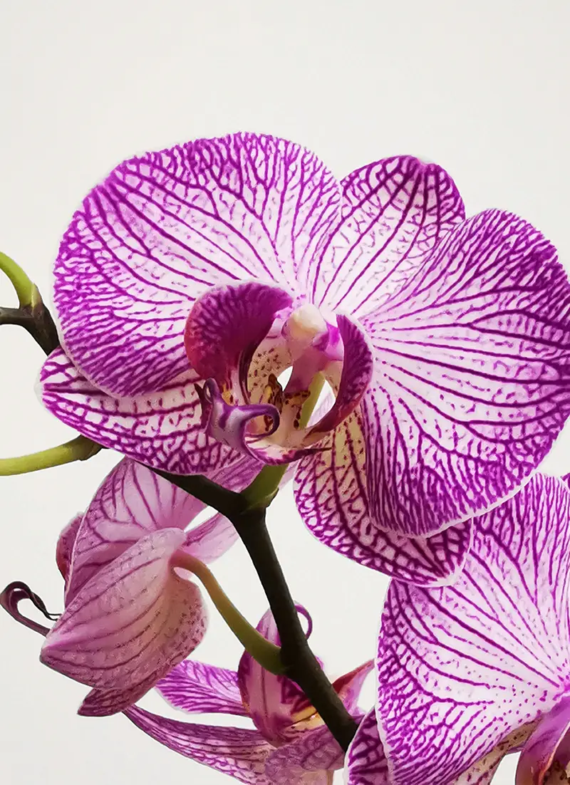 Image d'orchidée