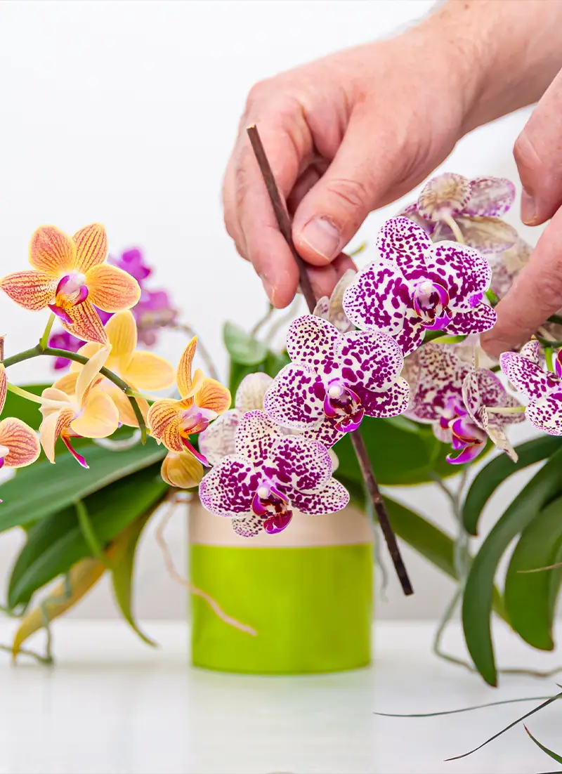 Personne entretenant une petite orchidée