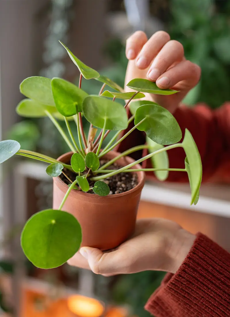 Plantes vertes dans un pot