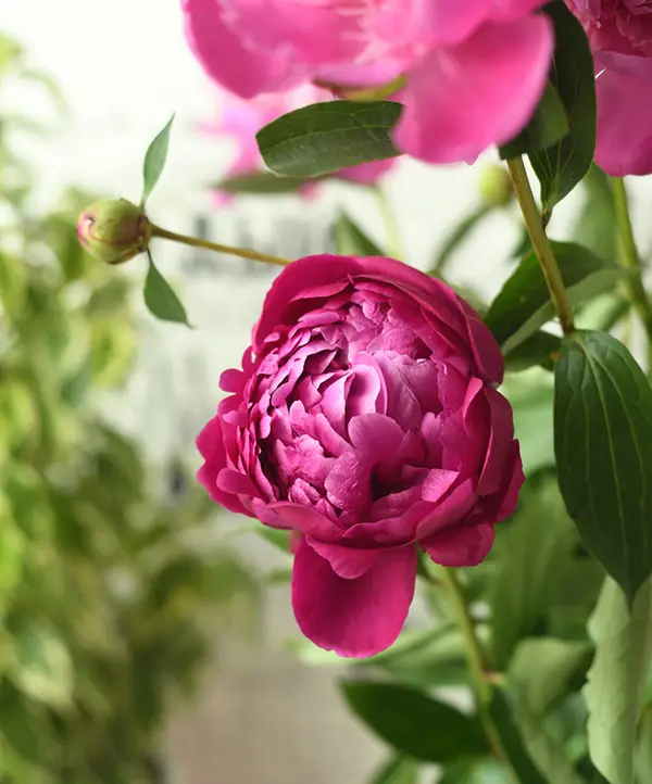 Pivoine