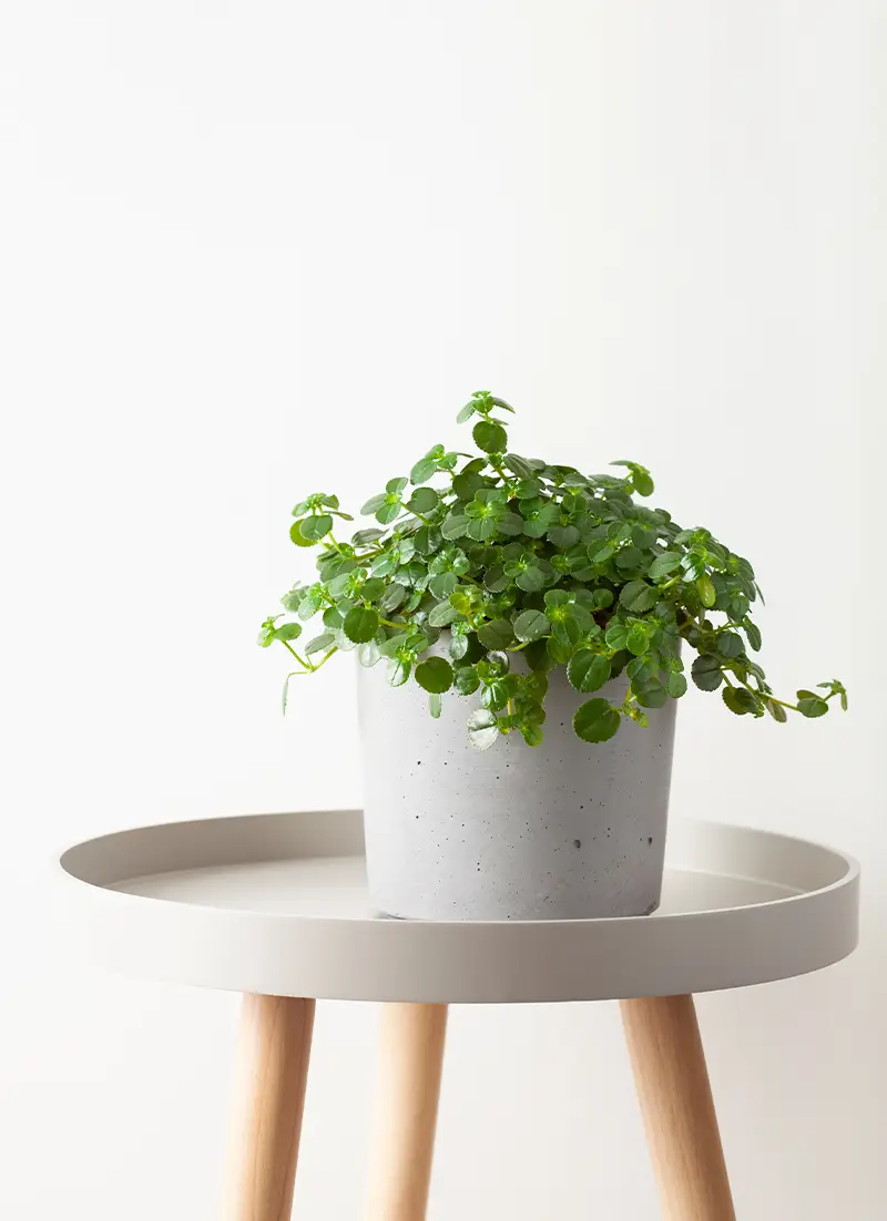 Pantes vertes dans un pot