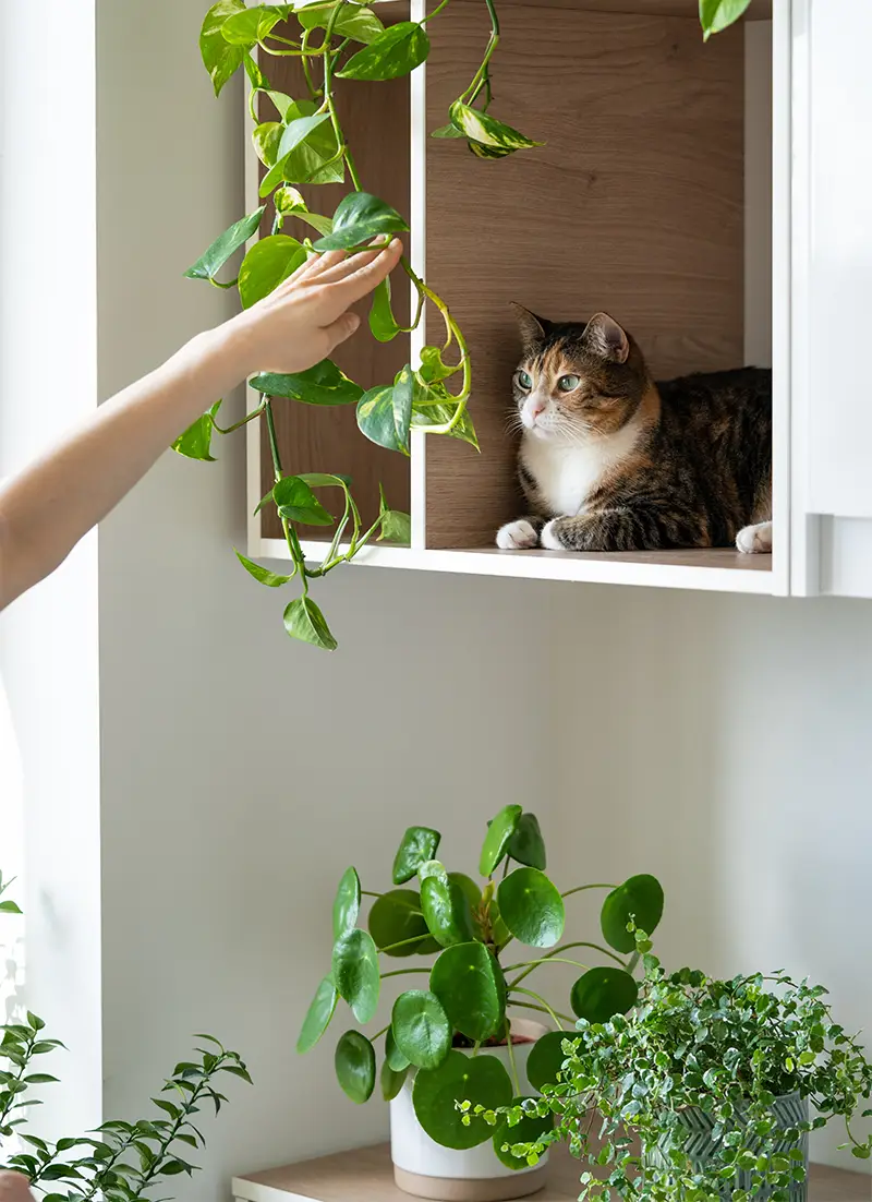 Intérieur avec des plantes vertes