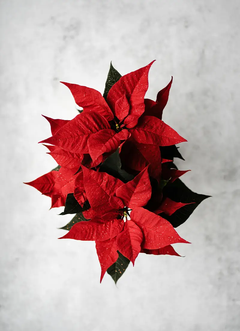 Kerstbloemstuk