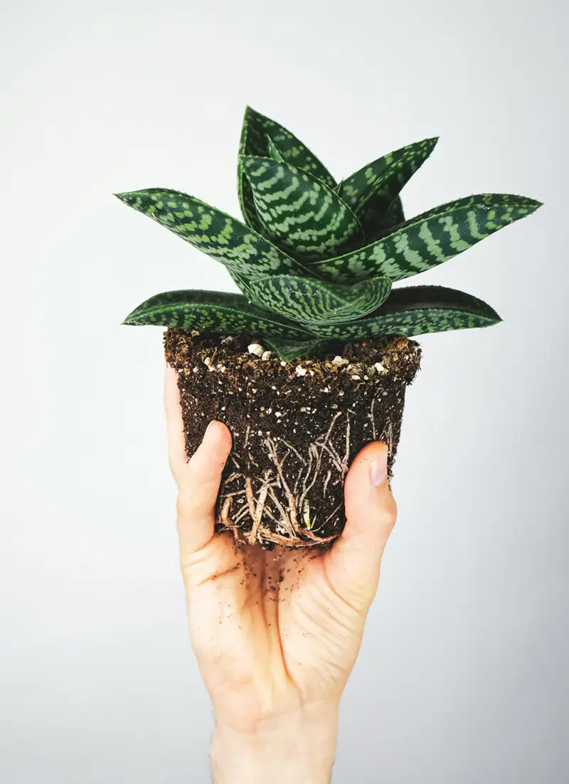 Plante verte prête à être rempoter
