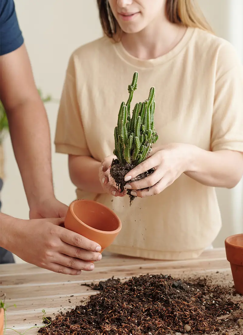 Femme en train de rempoter une plante