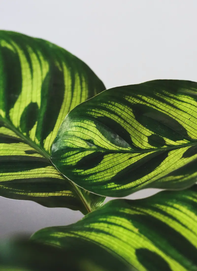 Zoom sur des feuilles de plante verte