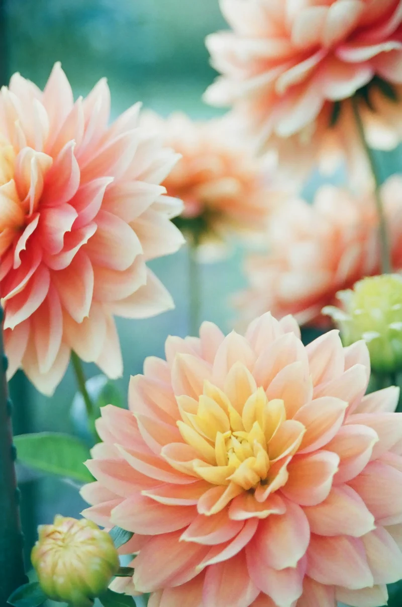 Dahlias