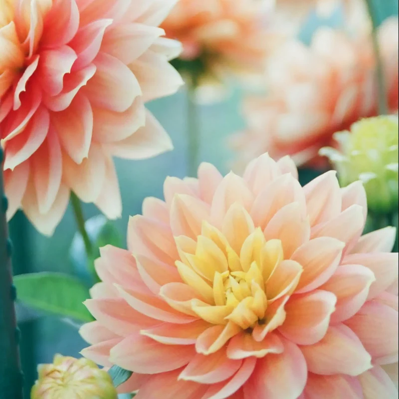 Dahlias