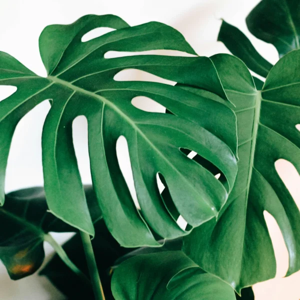 Monstera Deliciosa van middelgrote grootte