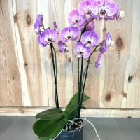 Orchidée Rose Monsieur Fleur