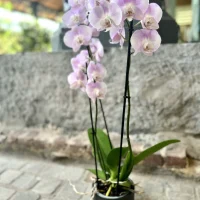 Orchidée Rose Monsieur Fleur