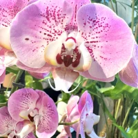 Orchidée Rose Monsieur Fleur