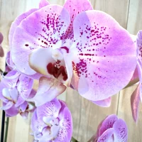 Orchidée Rose Monsieur Fleur