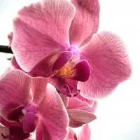Orchidée Rose Monsieur Fleur