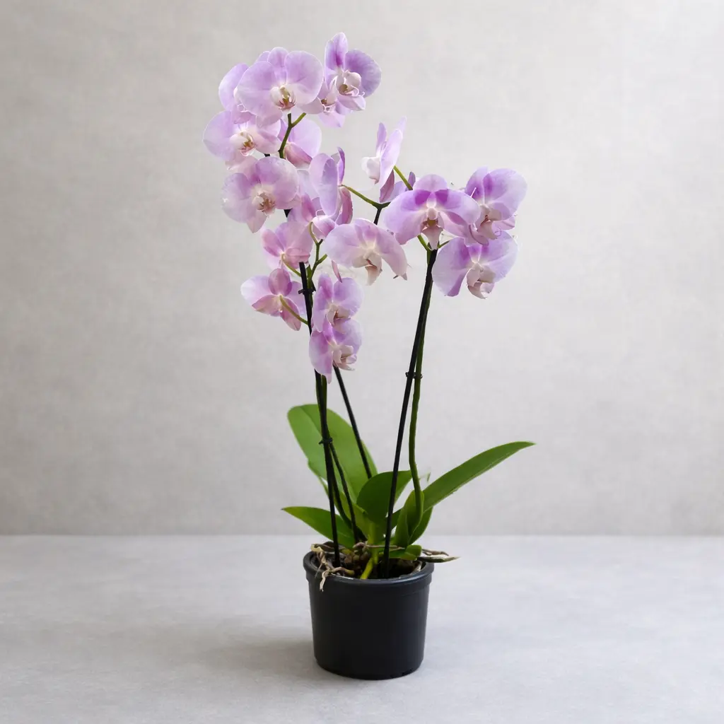 Orchidée Rose Monsieur Fleur