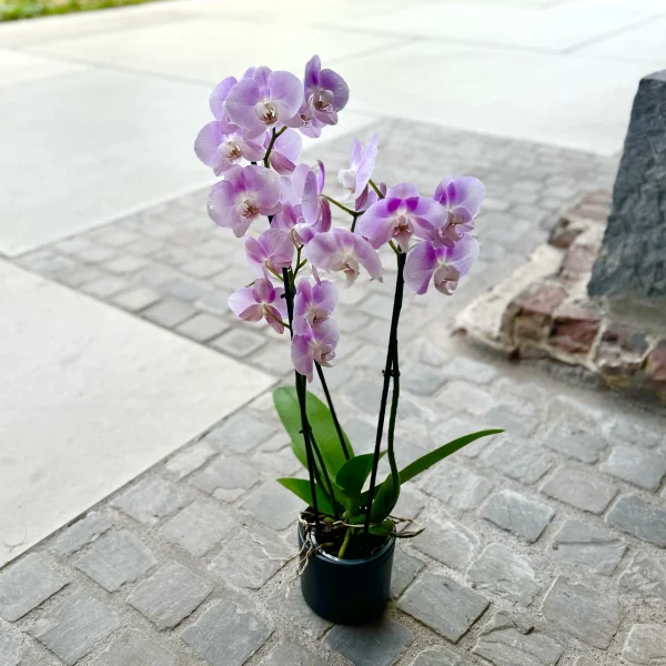 Orchidee – Monsieur Fleur